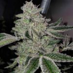 smokeshop online wholesale