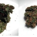 Understanding THC THCA Marijuana CBD and Delta 8