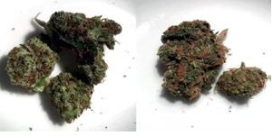 Understanding THC, THCA, Marijuana, CBD, and Delta 8: Clearing Up the Confusion